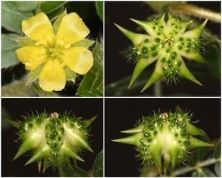 Zygophyllaceae Plant Tissue Culture